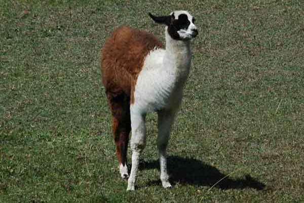 Llama - Machu Picchu - Perú 4.jpg